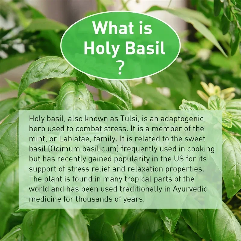 Holy Basil Capsules - Enhance  - огляд і ціна Tulsi Holy Basil